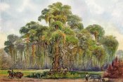 Ernst Haeckel - Terminalia auf Java Riesenbaum mit Lianen