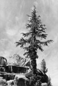 Ansel Adams - Tree and unnamed peak, Kings River Canyon,  proposed as a national park, California, 1936