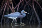 Greg Barsh - Stalking In The Mangroves
