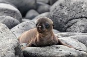 Ilan Ben Tov - Galapagos Sea Lion Pup