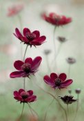Mandy Disher - Cosmos Sway