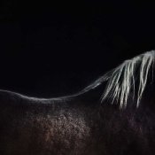 Piet Flour - The Naked Horse