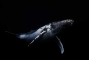 Barathieu Gabriel - Black and Whale