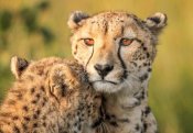 Jaco Marx - Cheetah Eyes