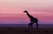 Libor Plocek - Good Morning Masai Mara 7