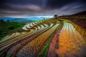 Tetra - Unseen Rice Field