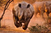 Justus Vermaak - Rhino Learning To Fly