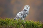 Milan Zygmunt - Snowy Owl