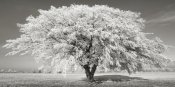 Frank Krahmer - Lime tree with frost, Bavaria, Germany