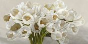 Leonardo Sanna - Tulipes blanches