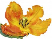 Frank Krahmer - Parrot tulip close-up