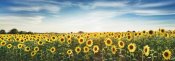 Frank Krahmer - Sunflower field, Plateau Valensole, Provence, France