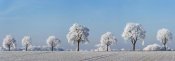 Frank Krahmer - Alley tree with frost, Bavaria, Germany