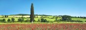 Frank Krahmer - Cypress in poppy field, Tuscany, Italy