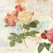 Eric Chestier - Redoute's Roses 2.0 I