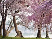 Anonymous - Cherry trees bloom, Washington, USA
