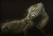 Aleksandar Milosavljevic - Iguana Profile