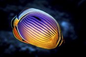Barathieu Gabriel - Butterflyfish