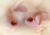 Ellen Van Deelen - Ladybirds On Pink Hydrangea.
