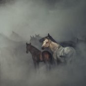 Huseyin Taskin - The Lost Horses