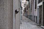 Ali Ayer - Dantel Street Cat