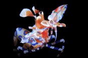 Barathieu Gabriel - Harlequin Shrimp
