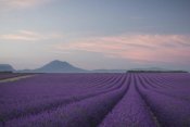 Rostovskiy Anton - Lavender Field
