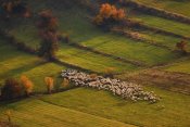 Cristian Lee - Sheep Herd At Sunset