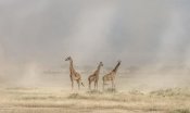 Jeffrey C. Sink - Weathering The Amboseli Dust Devils