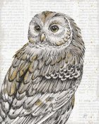 Daphne Brissonnet - Beautiful Owls III