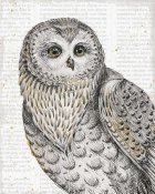 Daphne Brissonnet - Beautiful Owls IV