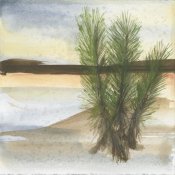 Chris Paschke - Desert Yucca