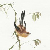 Chris Paschke - Mountain Bush Warbler