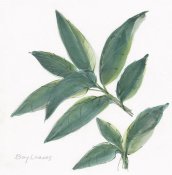 Chris Paschke - Bay Leaf