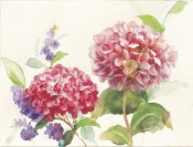 Danhui Nai - Watercolor Hydrangea
