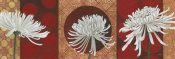 Kathrine Lovell - Morning Chrysanthemums V