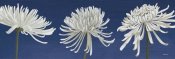 Kathrine Lovell - Morning Chrysanthemums V Indigo