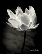 Debra Van Swearingen - Lotus Flower X