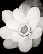 Debra Van Swearingen - Lotus Flower III