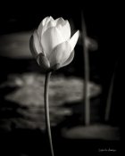 Debra Van Swearingen - Lotus Flower VI