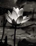 Debra Van Swearingen - Lotus Flower VII