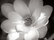Debra Van Swearingen - Lotus Flower V