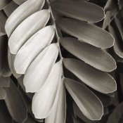 Debra Van Swearingen - Tropical Plant I