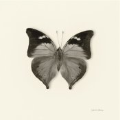 Debra Van Swearingen - Butterfly VII - BW