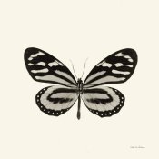 Debra Van Swearingen - Butterfly VIII - BW