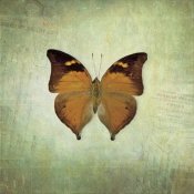 Debra Van Swearingen - French Butterfly VII