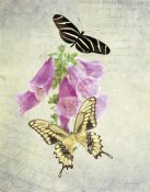 Debra Van Swearingen - Butterfly Botanical IV