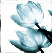 Debra Van Swearingen - Translucent Tulips II Sq Teal