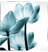 Debra Van Swearingen - Translucent Tulips III Sq Teal