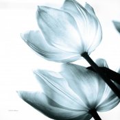 Debra Van Swearingen - Translucent Tulips II Sq Aqua